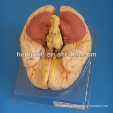 Modelo de anatomia ISO Deluxe Brain, modelo de cérebro humano